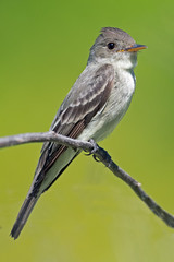 Eastern Wood-Pewee on branch