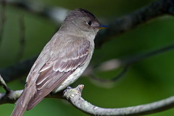 Eastern Wood-Pewee on branch