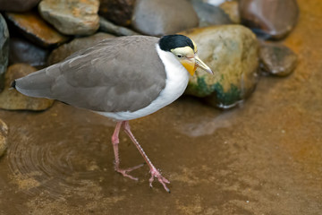 Masked Lapwing