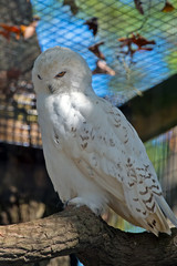 Snowy Owl at Zoo