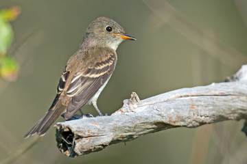 Eastern Wood-Pewee on branch