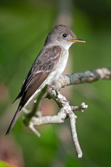Eastern Wood-Pewee on branch