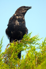 American Fish Crow