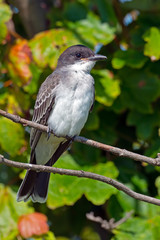 Eastern Kingbird