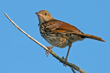 Brown Thrasher in a tree