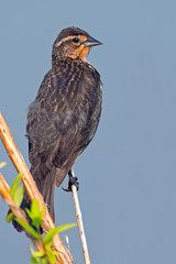 Female Red-winged Blackbird