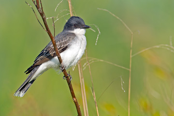 Eastern Kingbird