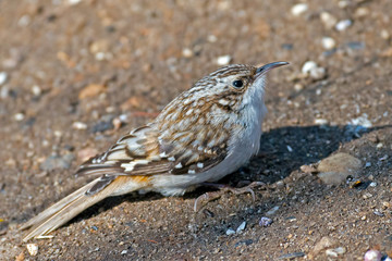 Brown Creeper on the ground