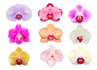Fototapeta premium Orchid