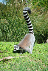 Naklejka premium Ring-tailed lemur. Lemur catta. Madagascar