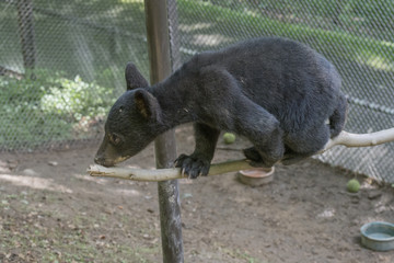 Black bear cubs climbing on limb