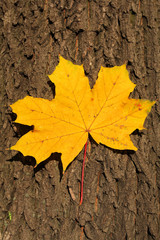 yellow maple leaf on tree trunk