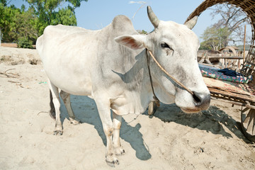 Ox in Mingun, Myanmar