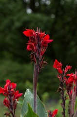 Scarlet paintbrushes