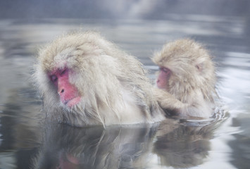 Snow monkeys (Japanese Macaques) in the onsen hot springs of Nagano,Japan.