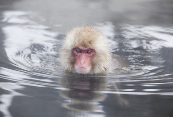 Snow monkeys (Japanese Macaques) in the onsen hot springs of Nagano,Japan.