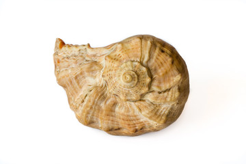 Curved sea shell on white background