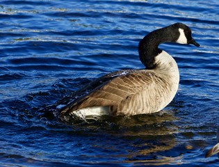 Obraz premium Beautiful close-up of the expressive goose swimming