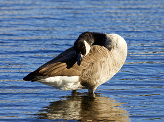 Fototapeta premium Beautiful Canada goose is cleaning his feathers