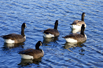 Five geese convoy