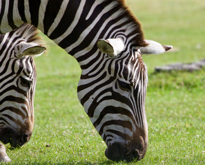 Fototapeta na wymiar Close-up of the zebras eating the grass
