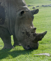 Beautiful portrait of the white rhinoceros © MrWildLife