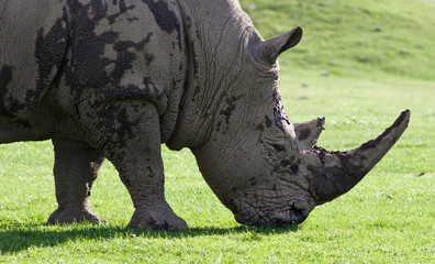 Obraz premium Beautiful close-up of the strong white rhinoceros