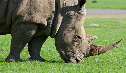 Obraz premium The portrait of the strong white rhinoceros