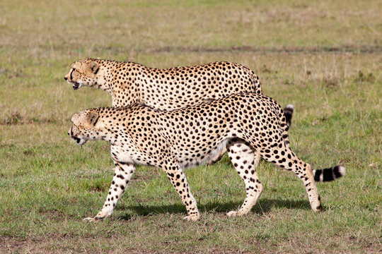 Two Cheetahs hunting in Serengeti National park, Tanzania, Africa