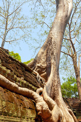 Ta prohm ruins, Angkor Wat, Cambodia