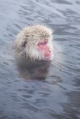 Snow monkeys (Japanese Macaques) in the onsen hot springs of Nagano,Japan.