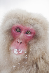 Snow monkey of Jigokudani onsen in Japan