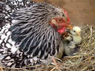 mama hen with baby chicks