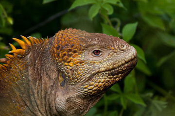 Head of land iguana, Galapagos Islands, Ecuador