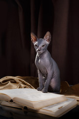 Sphynx kitten portrait on a color background © Anna Averianova