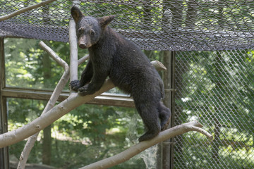 Black bear cub at wildlife center