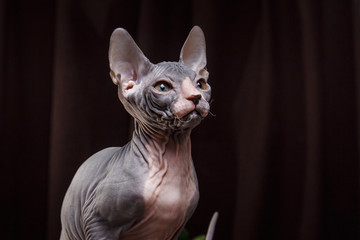 Sphynx kitten portrait on a color background