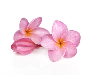 Obraz na płótnie Canvas Pink plumeria flowers isolated on white background