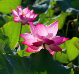 Lotus flower and Lotus flower plants