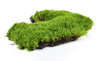 Green moss isolated on white bakground