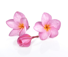 Fototapeta na wymiar Pink plumeria flowers isolated on white background