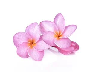Crédence de cuisine en verre imprimé Frangipanier Pink plumeria flowers isolated on white background