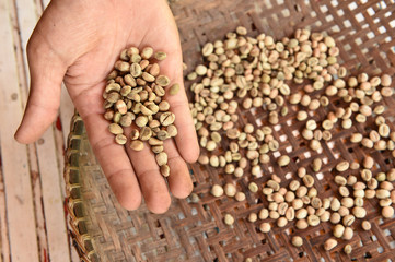 Green  coffee beans in hand. 