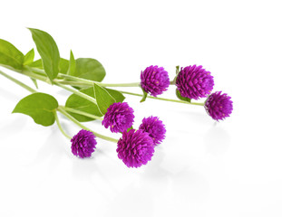 Globe amaranth beauty flower in white background