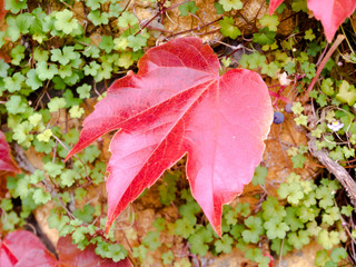  ivy leaves in autumn