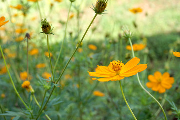 Marigold in the feild