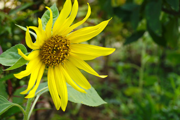 Yellow sunflower