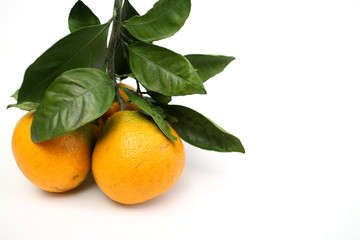 Japanese oranges and leaves #4