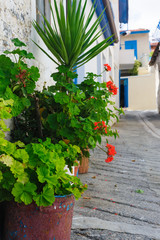 Fototapeta na wymiar Flowers on a street in the village of Omodos Cyprus