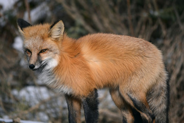 Red Fox on a Snowy Day
